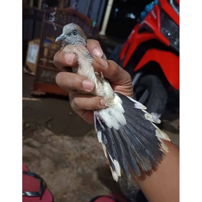 burung perkutut bangkok dewasa