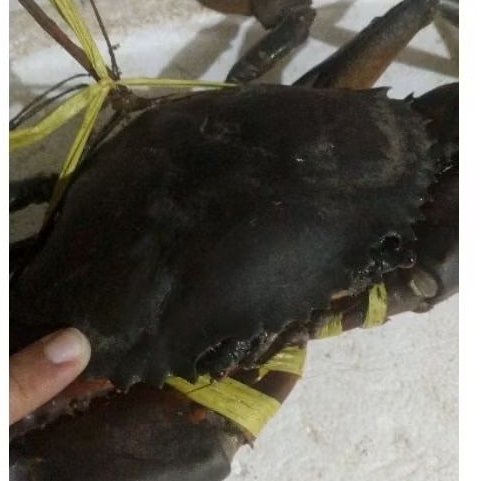 

kepiting besar