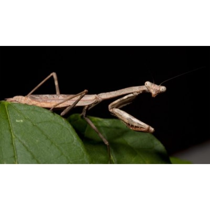 belalang sembah/cangcorang kayu coklat hidup murah