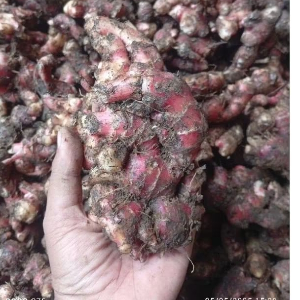 

Jahe Merah Premium Fresh 1 Kg Organik