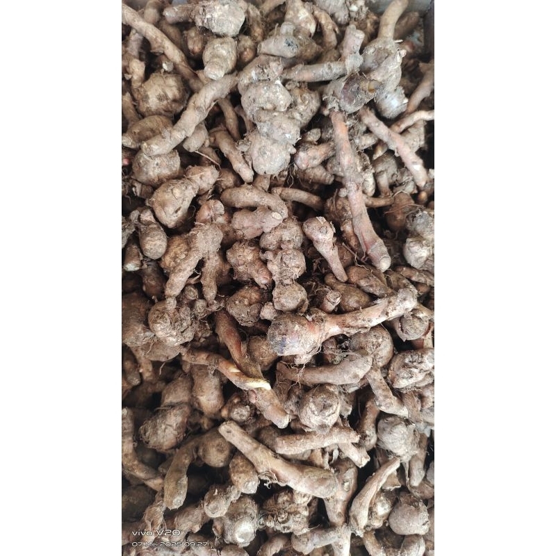 

KUNCI Bumbu dapur1kg