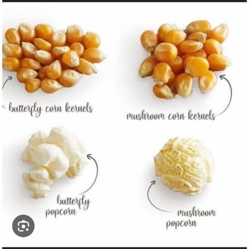 

Jagung Kering Popcorn 500gr