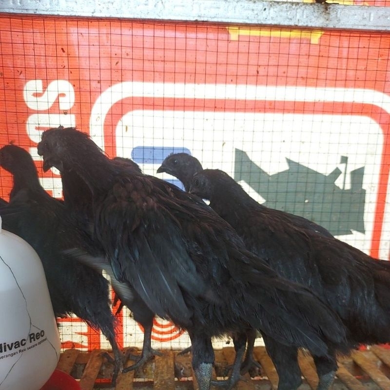 Anakan Ayam Cemani Lidah Abu