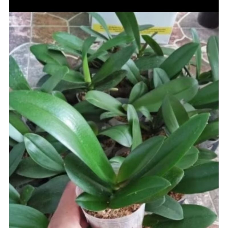 Paketan isi 3 tanaman anggrek bulan remaja/anggrek bulan Hybrid