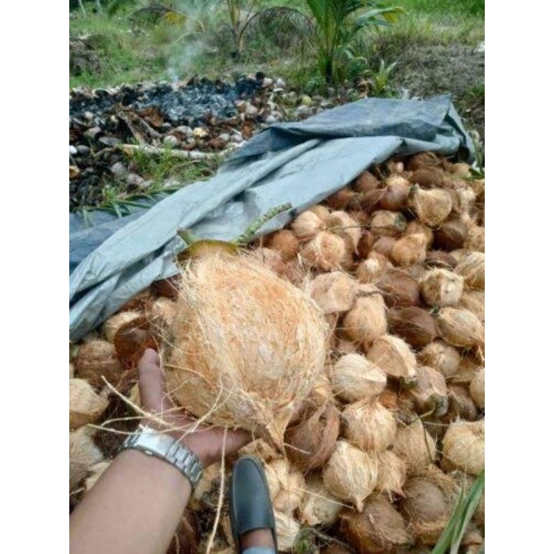 

Kelapa Tua Kupas