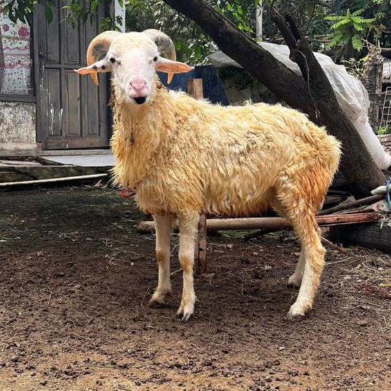 Kambing Domba Hidup Jantan Betina Aqiqah Qurban Free Ongkir Jabodebek