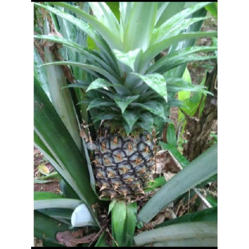 

500gr Buah nanas muda cocok buat rujak