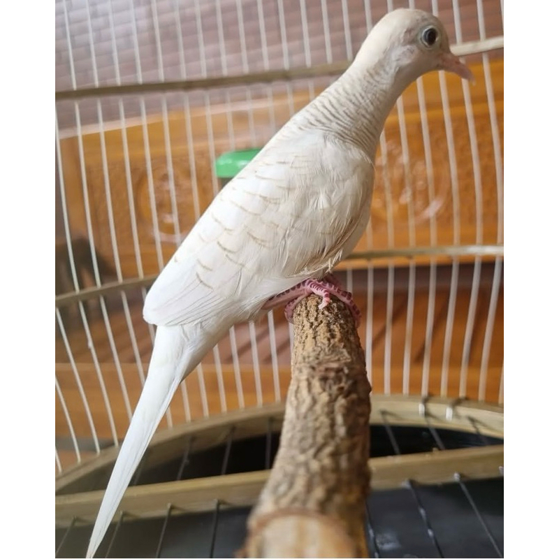 PERKUTUT PUTIH LURIK MATA MERAH REMAJA PILIHAN JANTAN