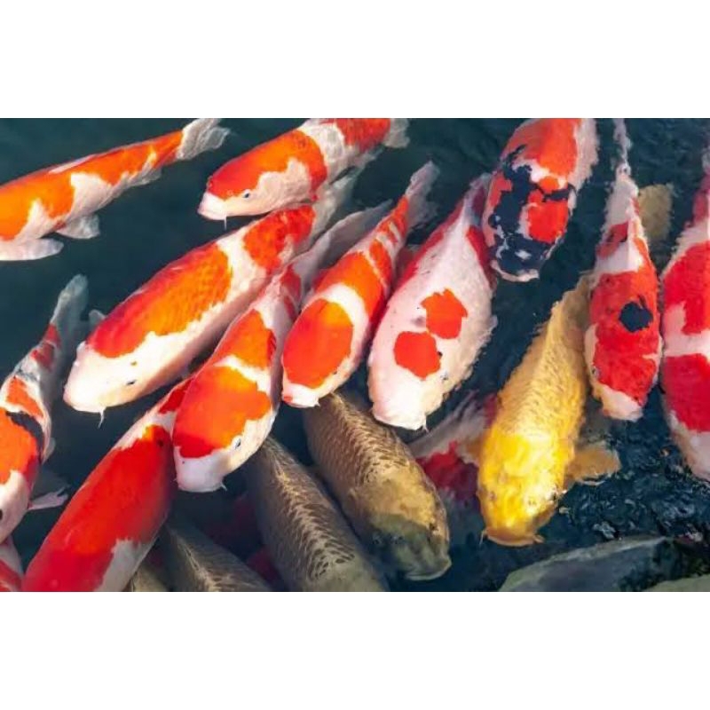 IKAN KOI BERKUALITAS SIZE 25-30 cm (kohaku,sanke,showa)