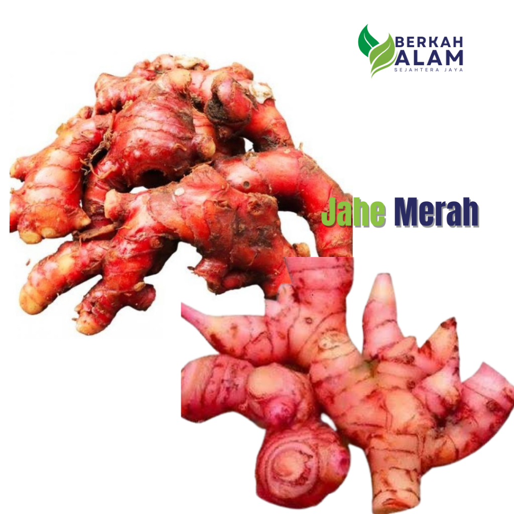 

Jahe Merah 1 kg Jahe Merah Pedas Jahe Super Berkah Alam Sejahtera Jaya