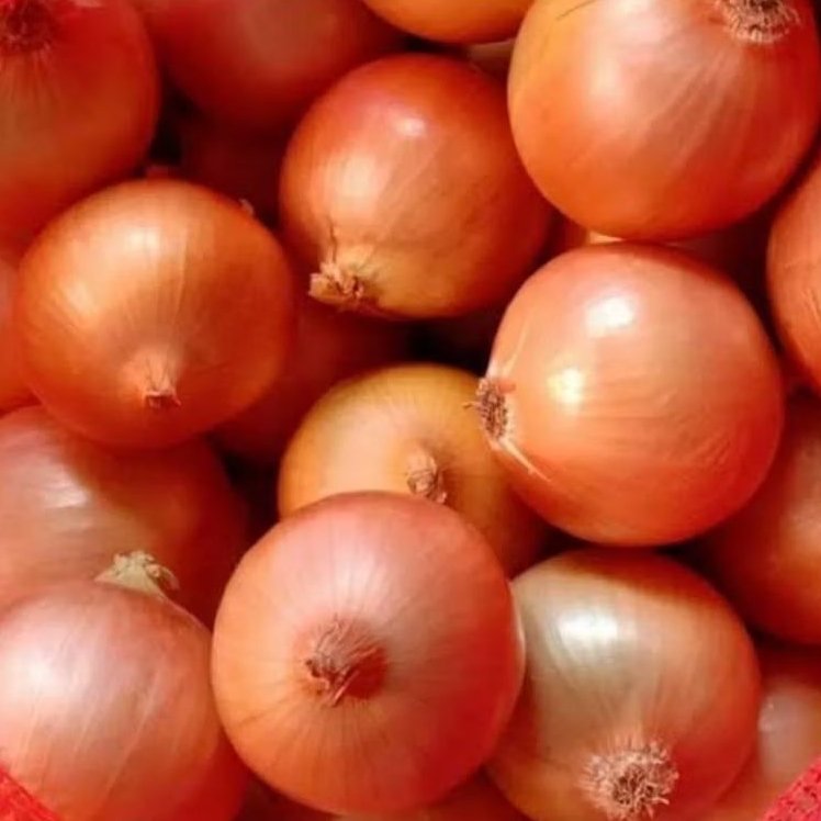 

Bawang Bombay 500 gram