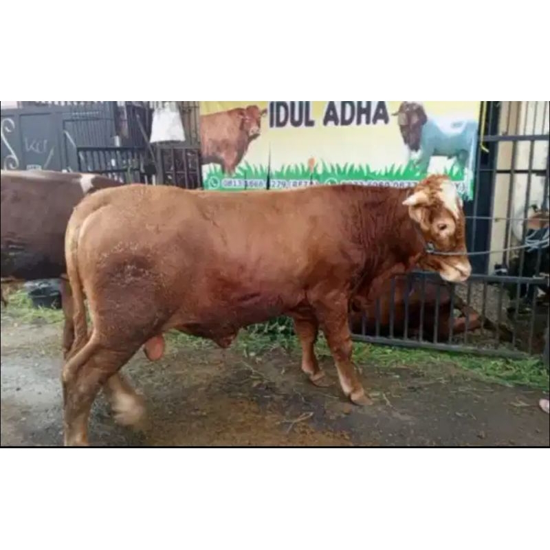 

Sapi Limousin Super 500kg Up
