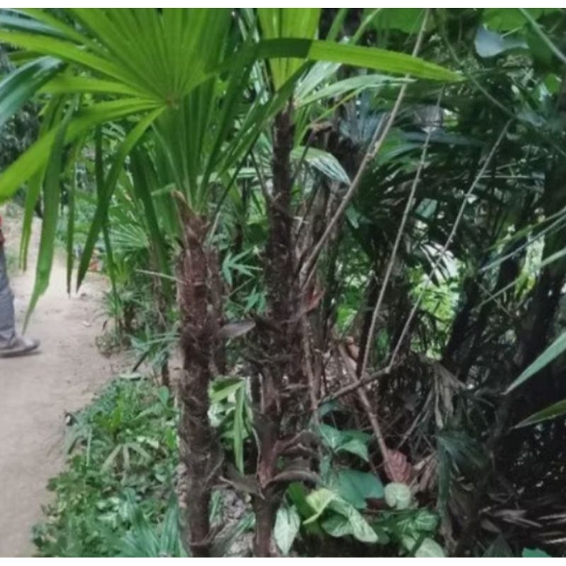 Bibit tanaman pohon waregu /palem