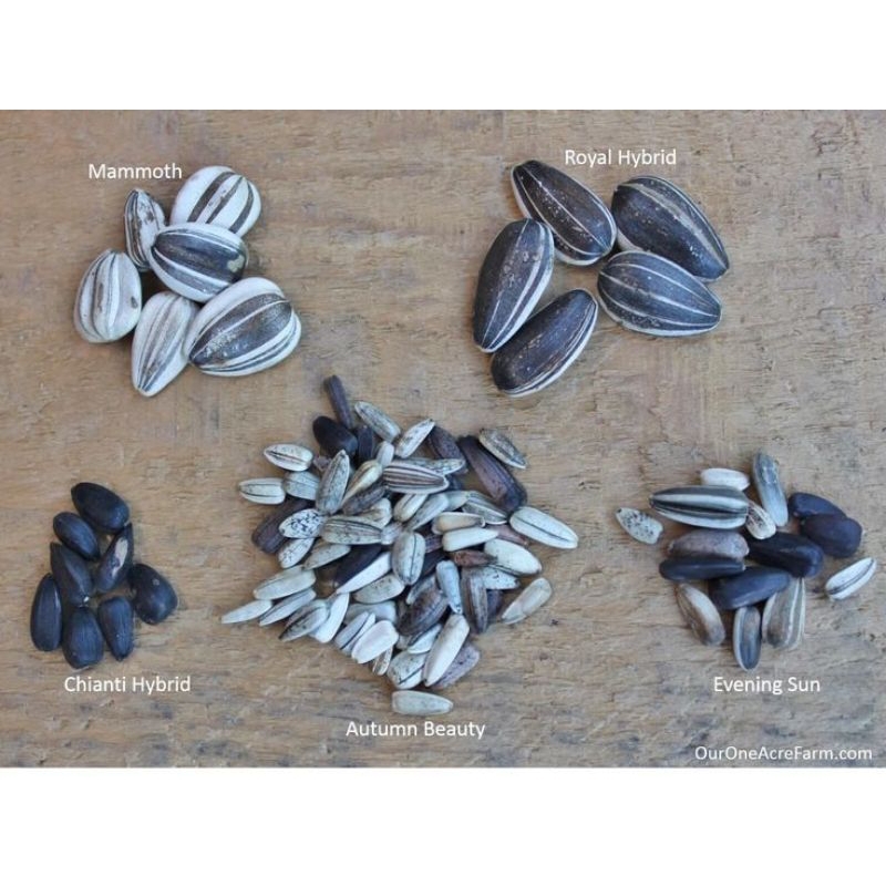 benih bunga matahari