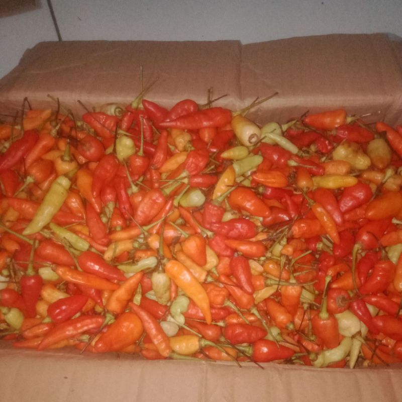 

Cabe Rawit Merah / Cabai Rawit Merah 1kg 500gr 250gr