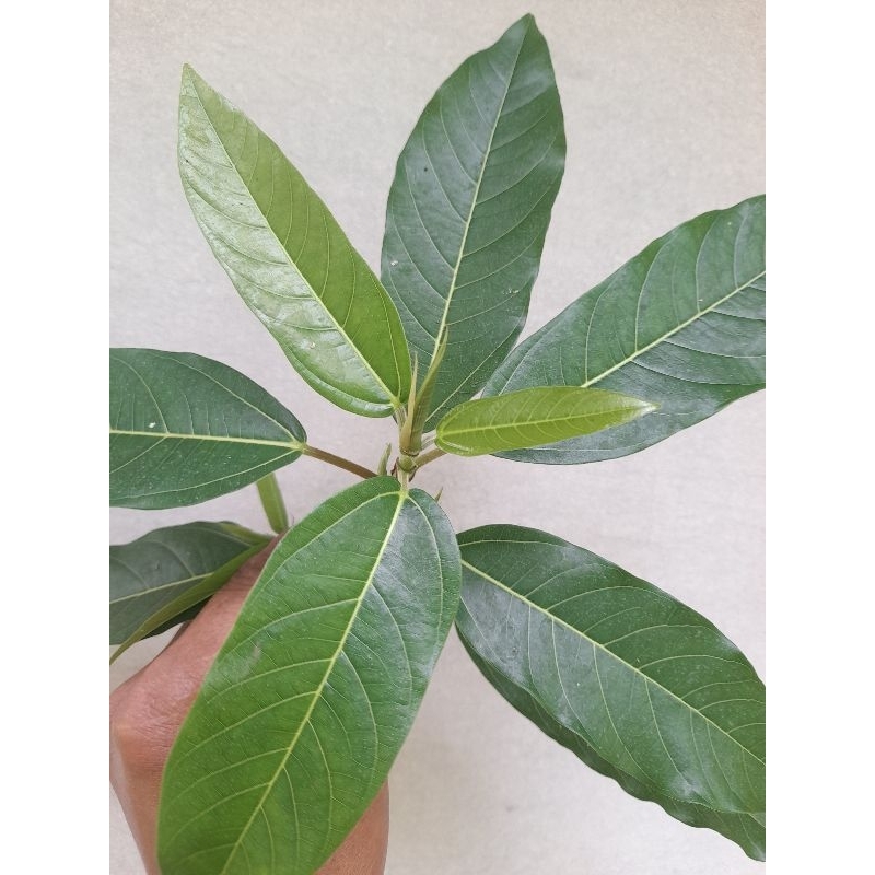 

Daun loa segar daun ara 1kg herbal