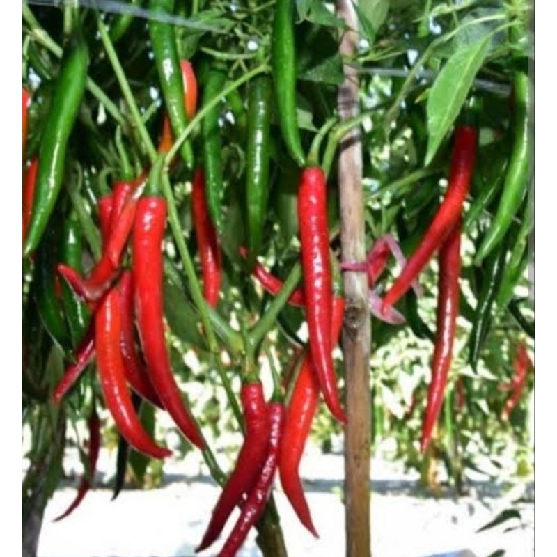 25 Biji Benih Cabai Merah Besar Organik