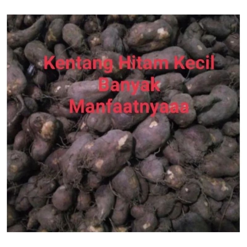 

Kentang hitam kentang klici kemasan 1kg