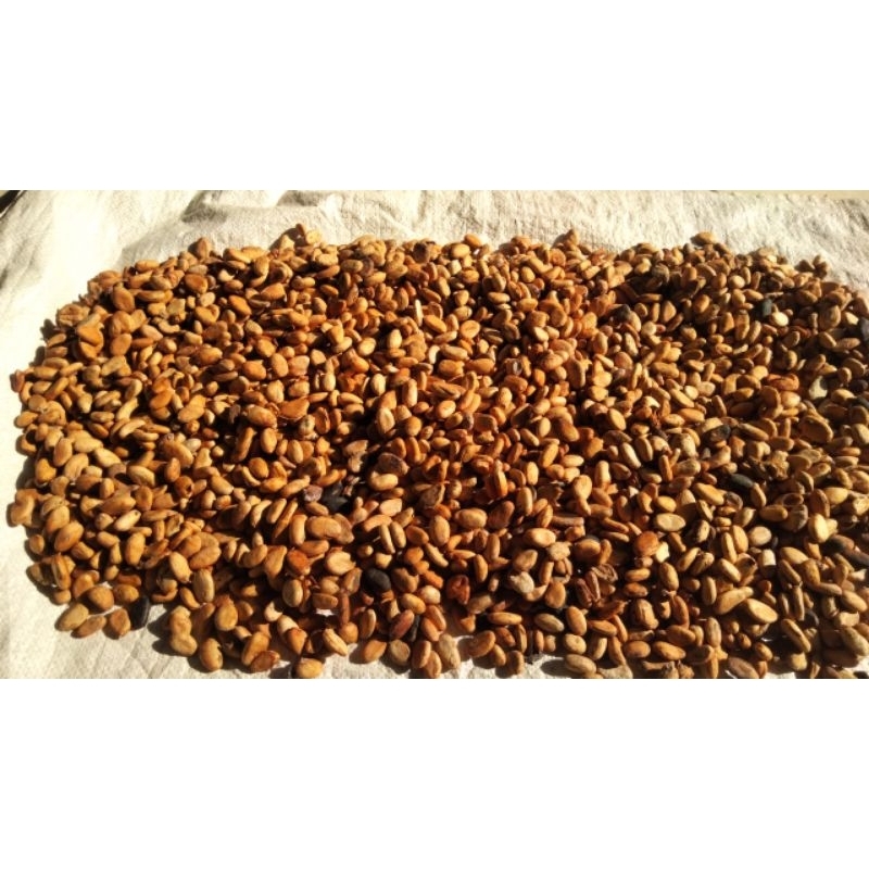 

biji coklat kering berat 1 kg