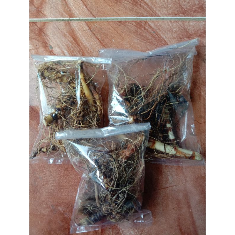 

Akar sereh wangi/ akar sereh merah sereh lanang 400 gram