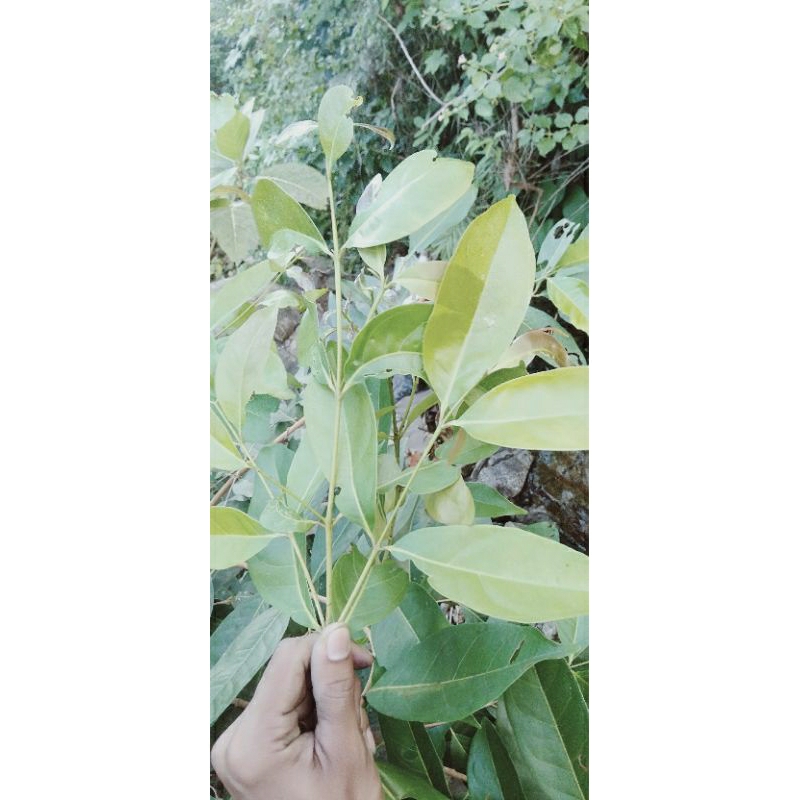 

Daun salam (fress)