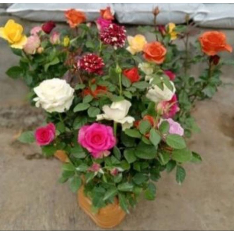 paket 5 pohon bunga mawar hidup sudah berbunga + pot hitam