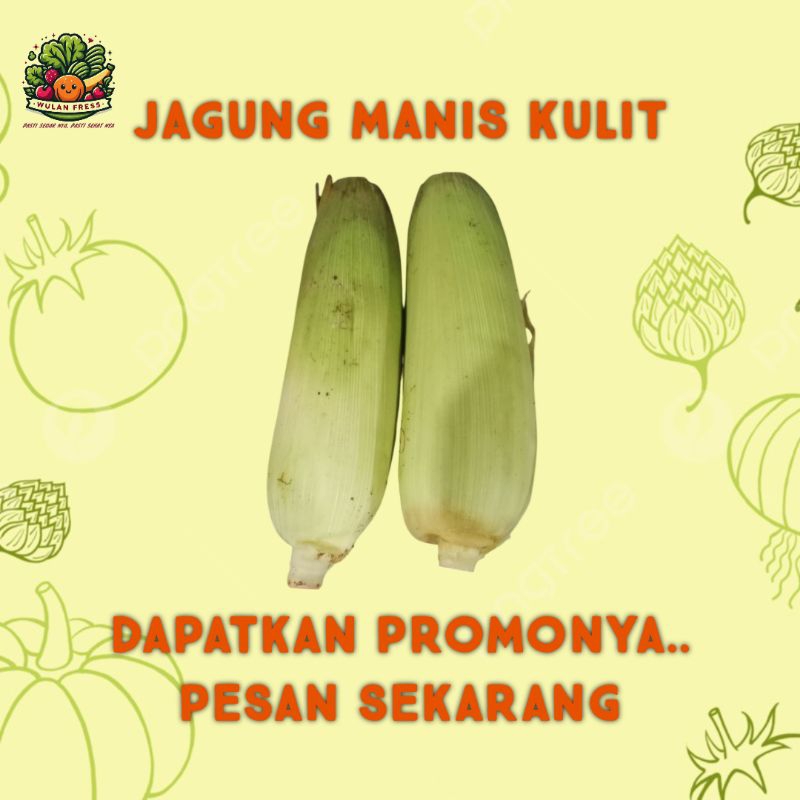 

JAGUNG MANIS KULIT