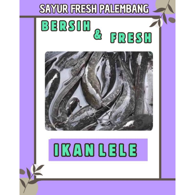 

IKAN LELE FRESH & BERSIH - PALEMBANG