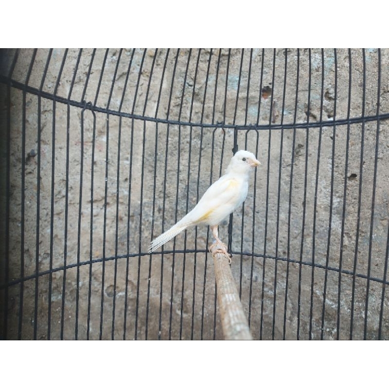 KENARI PUTIH GACOR DORR