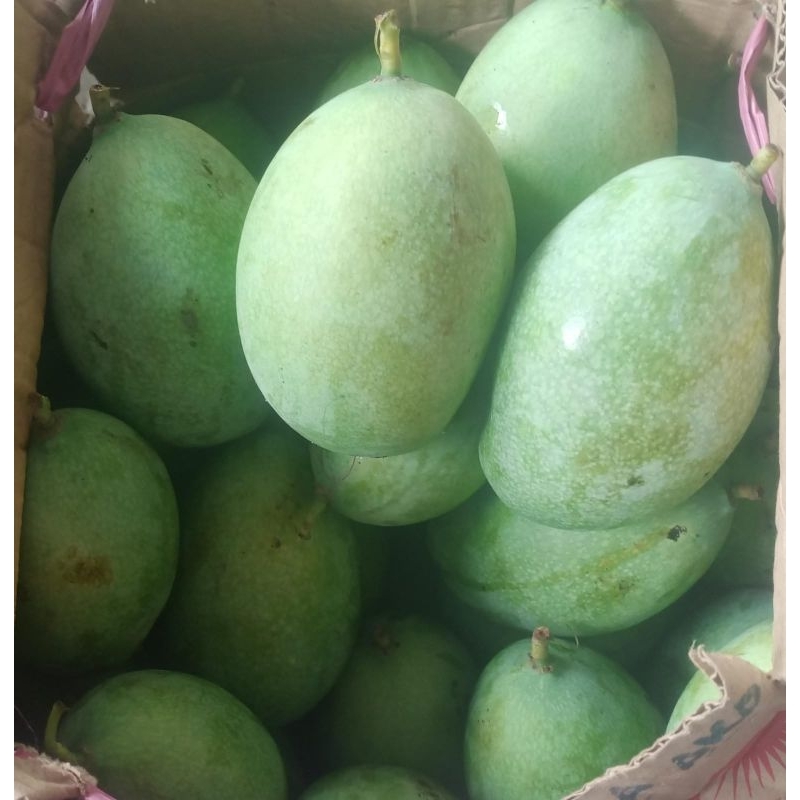 

Mangga muda rujak 1 kg