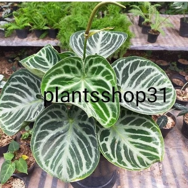 kuping gajah dorayaki silver