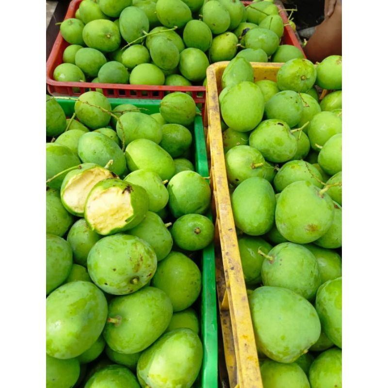 

Buah mangga Mardi super seger baru metik dari pohon