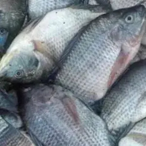 

ikan mujair segar