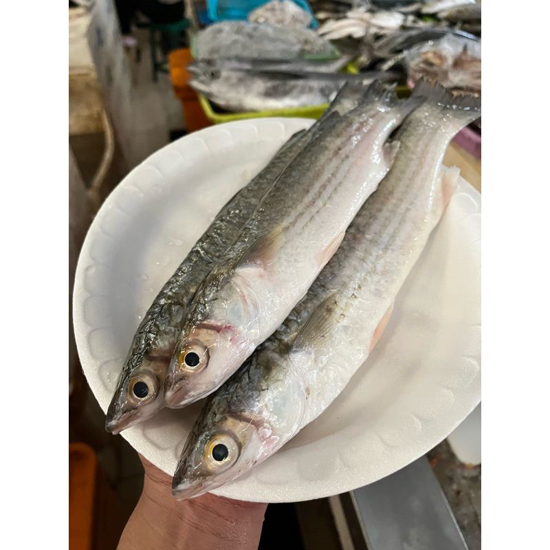 

ikan belanak ikan gere segar dibersihkan