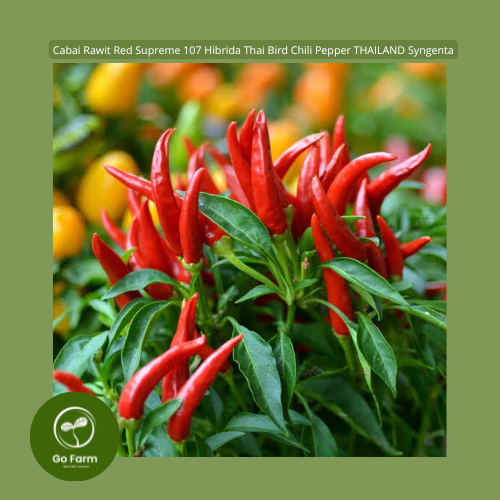 Benih Bibit Cabai Rawit Red Supreme 107 Hibrida Thai Bird Chili Pepper THAILAND Syngenta