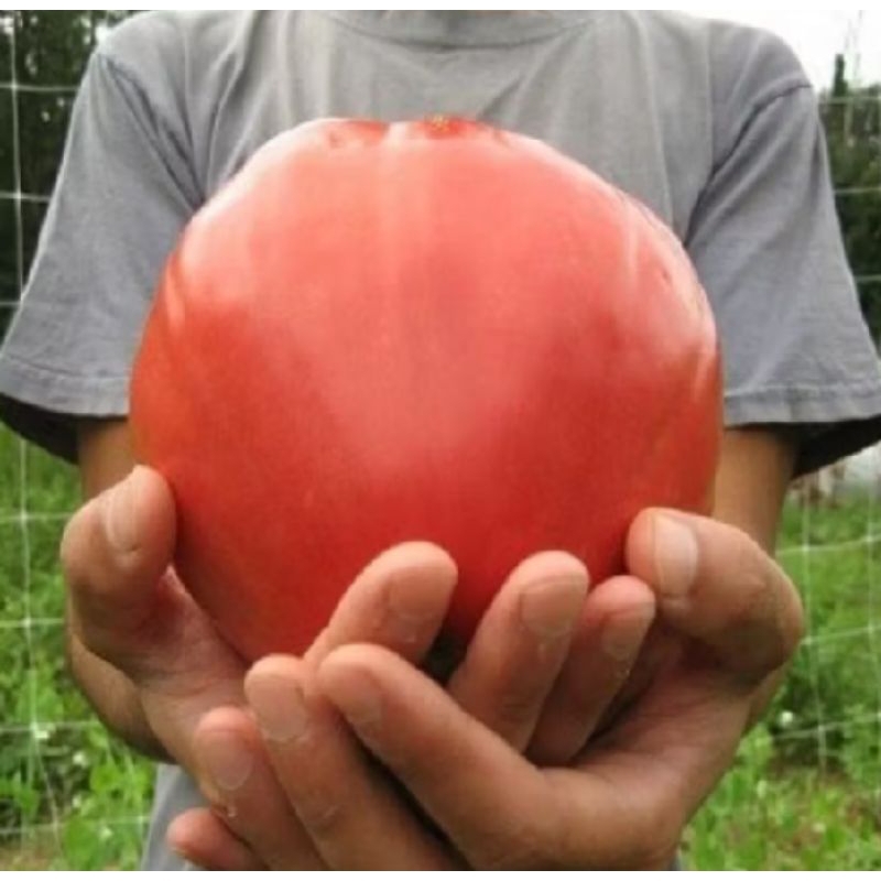 100 Biji Benih Tomat Raksasa Giant Beefsteak Gigantomo benih unggul tomat buah besar