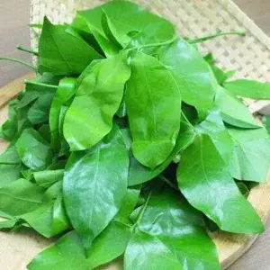 

daun ninjo