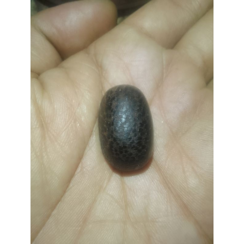 mata cincin galih kayu Pucang Kalak original ukuran jumbo