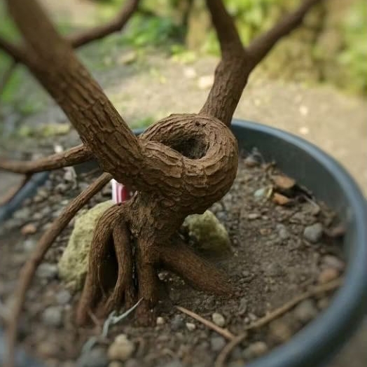Bonsai Asem Jawa Meliuk | Bonsai Asam Jawa Besar