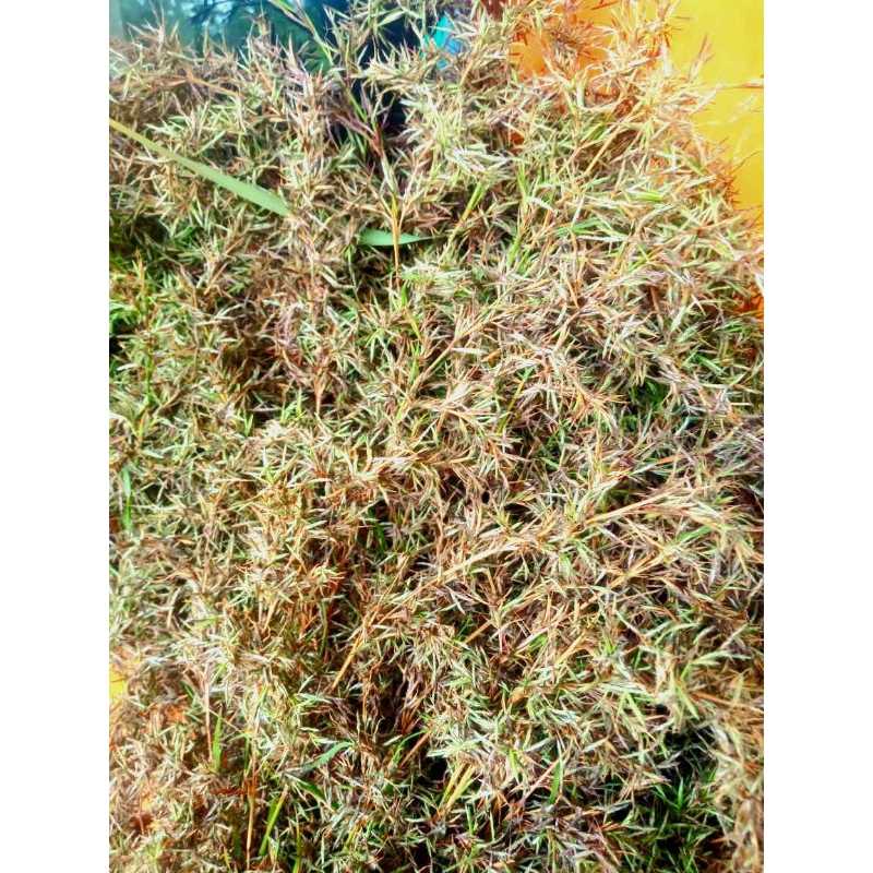 

Jual bunga sereh segar petik langsung per 5 iket