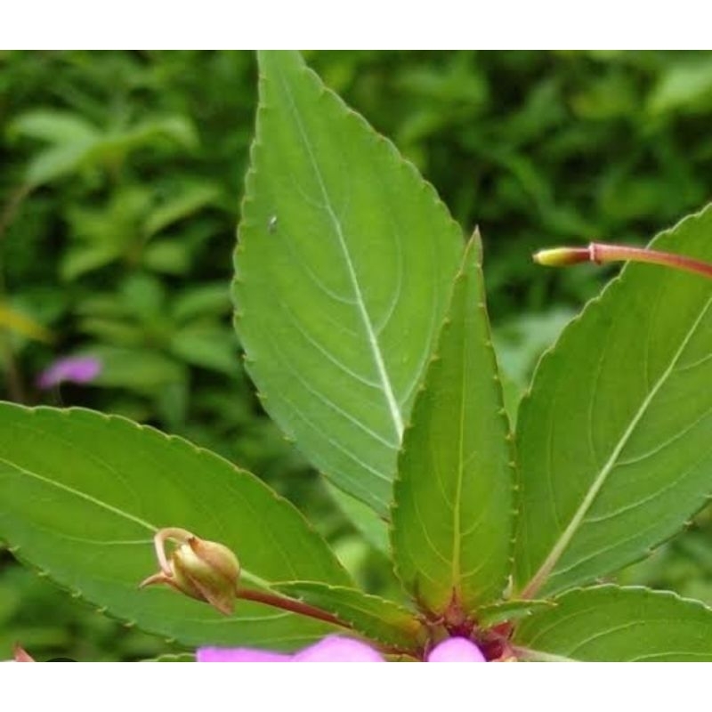 

Daun pacar air segar organik 500 gram petik langsung
