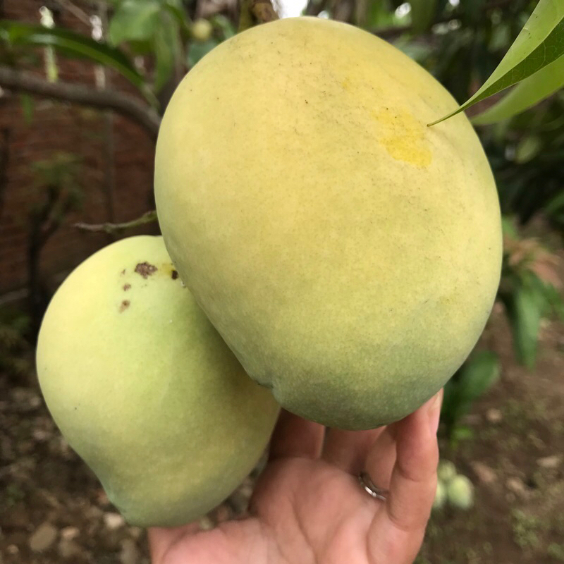

Mangga Cengkeh, Mangga Lokmei, Mangga Harum manis || Jual Mangga Kawasan Banda Aceh