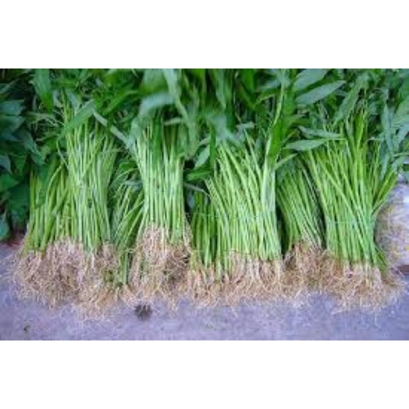 

kangkung fresh batam