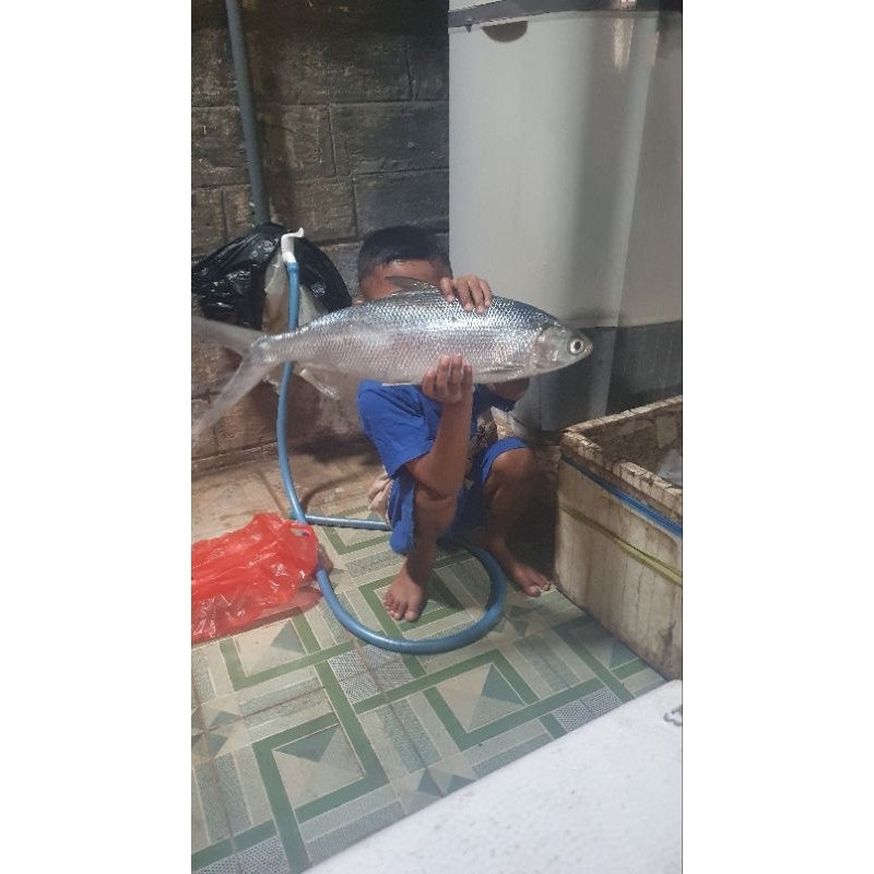 

Bandeng Tanpa duri / asli bandeng mengare