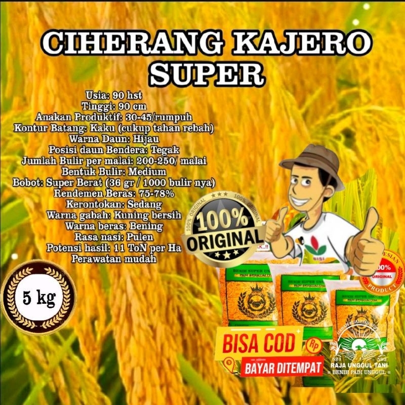 COD 1 KG CIHERANG KAJERO / PAJERO SUPER BENIH BIBIT PADI GABAH BERKUALITAS UNGGUL GENJAH HASIL MELIM