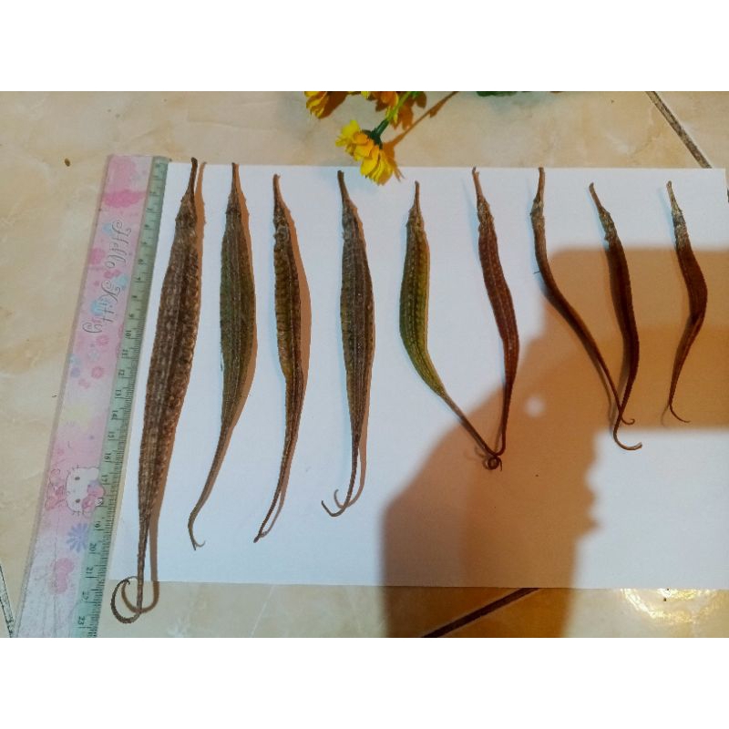 

NAGA LAUT SIZE 20 CM -24 CM SUPER