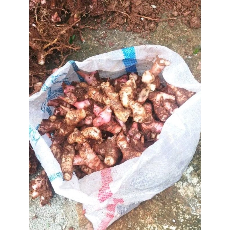 

lengkuas/laos fresh 1kg