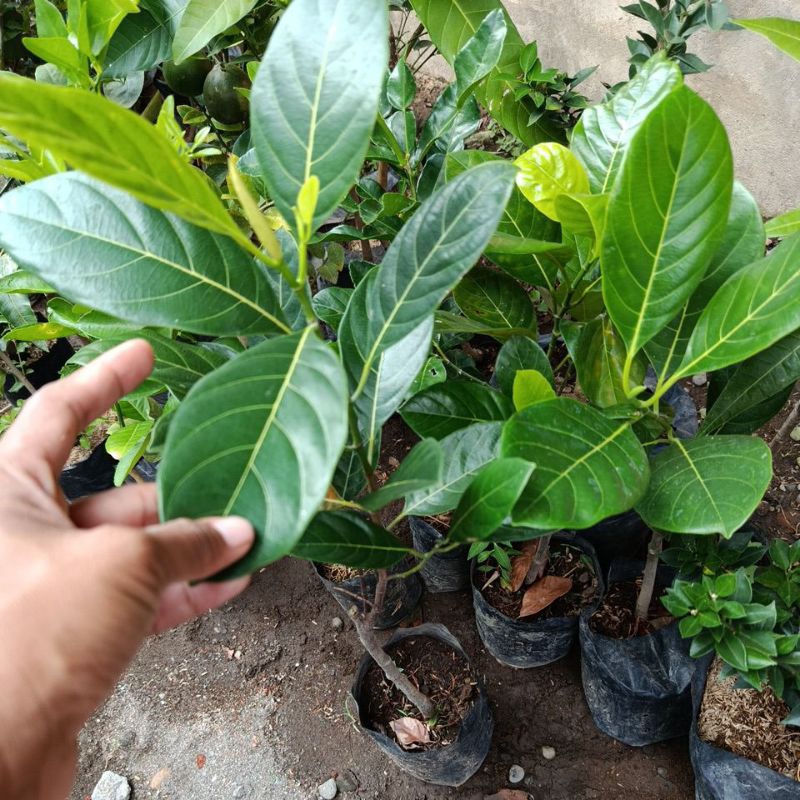 BIBIT NANGKA MADU OKULASI