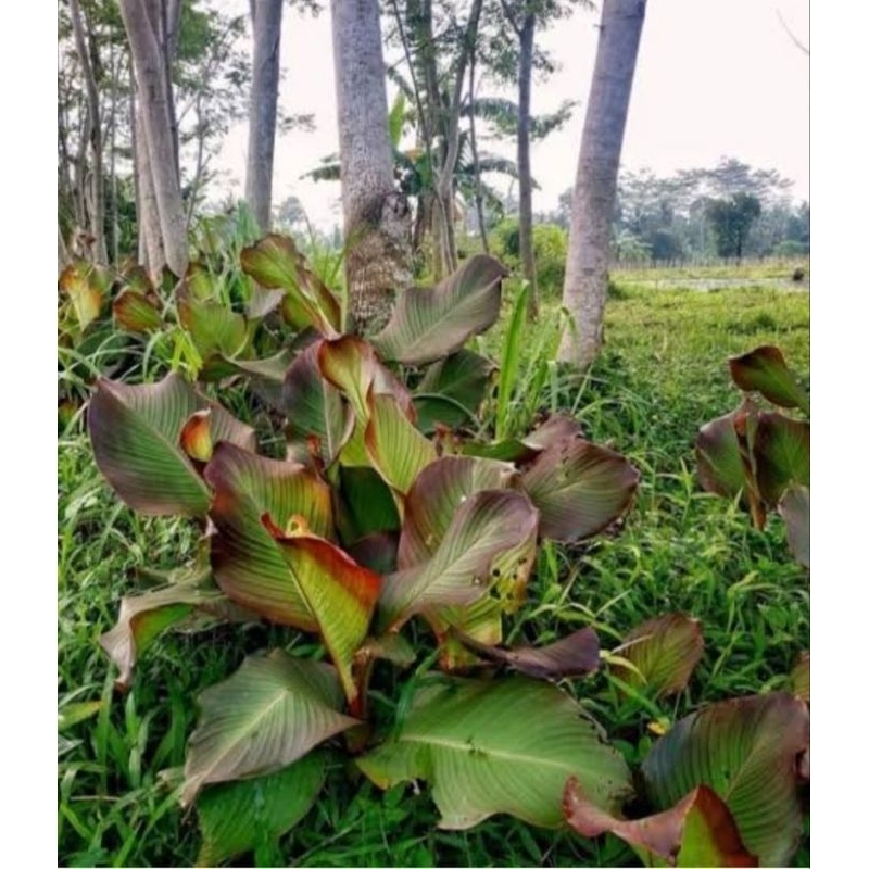 

Umbi ganyong alami murah berkualitas 500gram