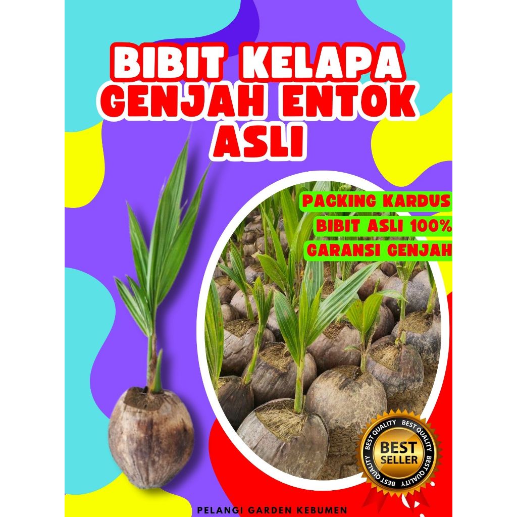 3 TAHUN BUAH..  Pohon Buah Kelapa Genjah Entok Kebumen, Pohon Buah Kelapa Genjah Entok, Pohon Buah K